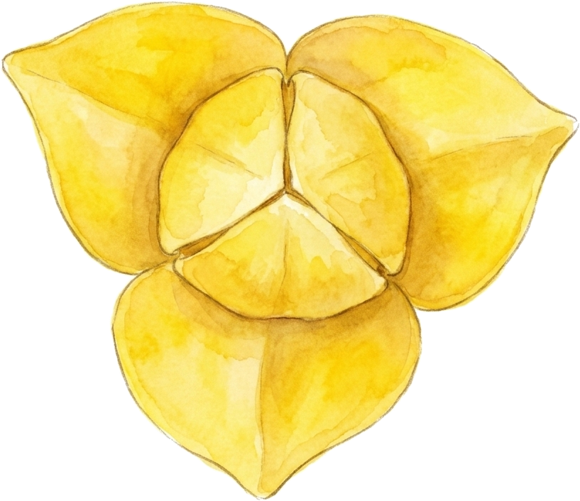 Romdoul Flower Background
